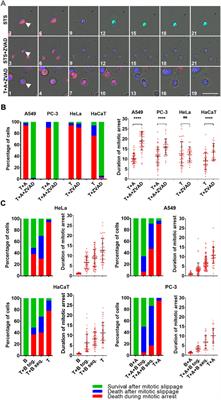 Bcl-xL activity influences outcome of the mitotic arrest